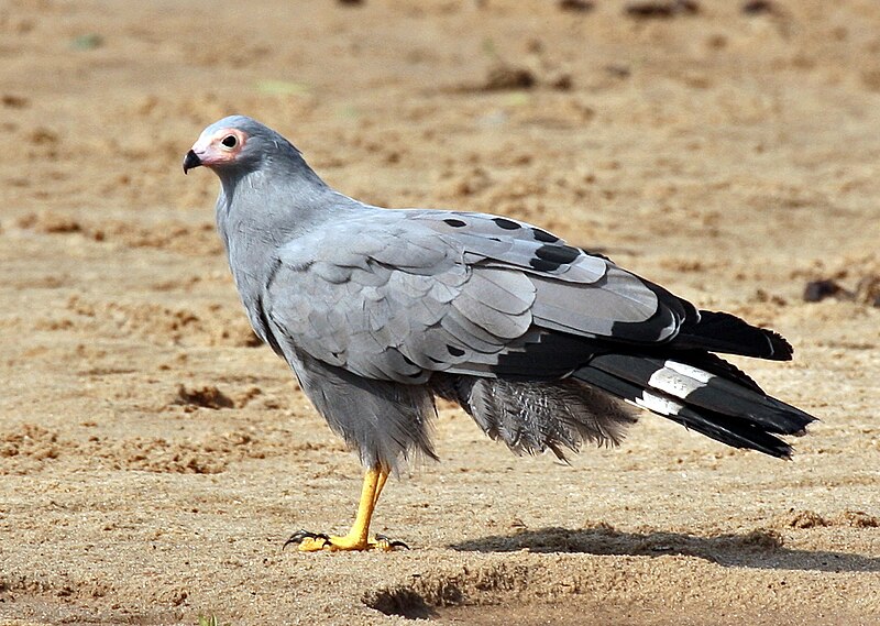 African Harrier-Hawk (Polyboroides typus) photo