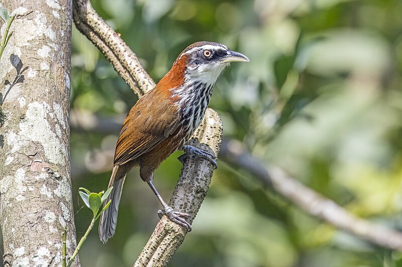 Taiwan Scimitar-Babbler (Pomatorhinus musicus) photo
