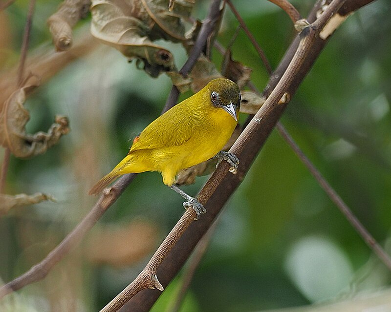 Kai Kecil White-eye (Zosterops uropygialis) photo
