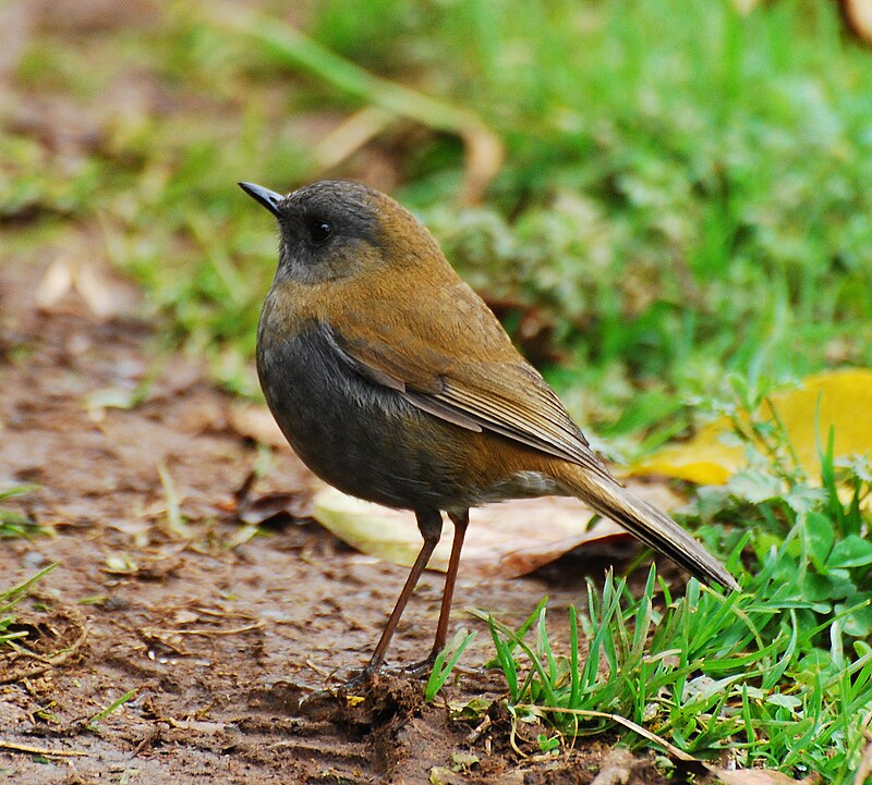 Black-billed Nightingale-Thrush (Catharus gracilirostris) photo