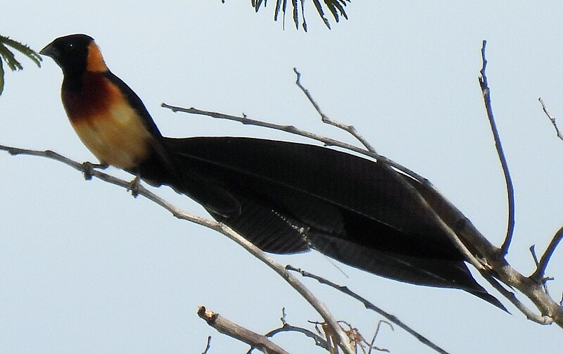 Broad-tailed Paradise-Whydah (Vidua obtusa) photo