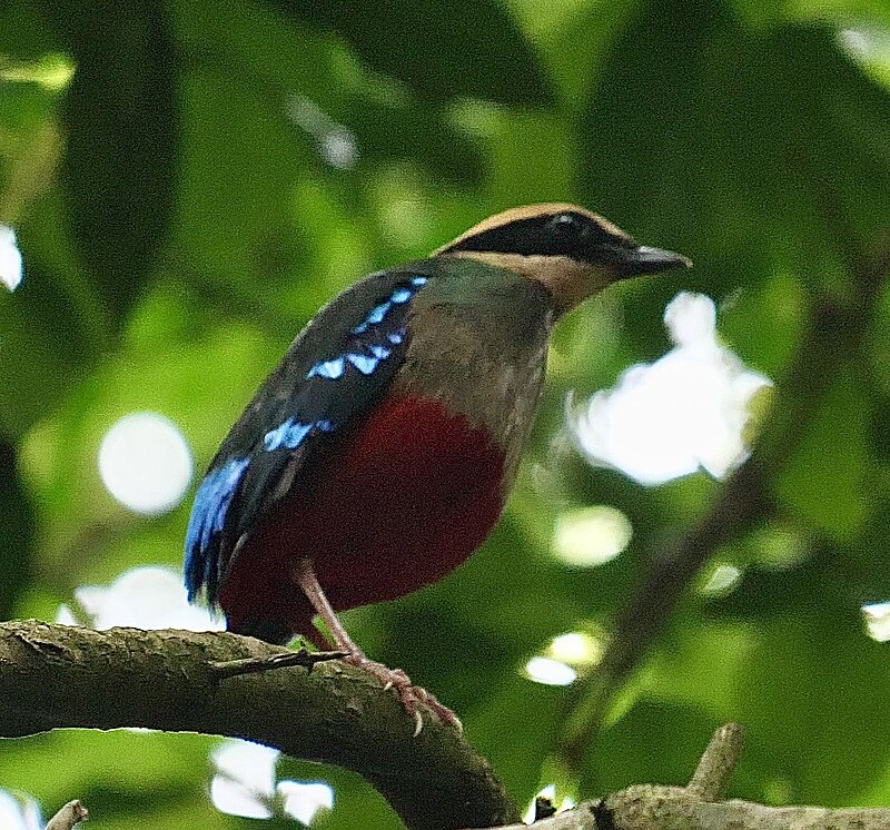 Green-breasted Pitta (Pitta reichenowi) photo