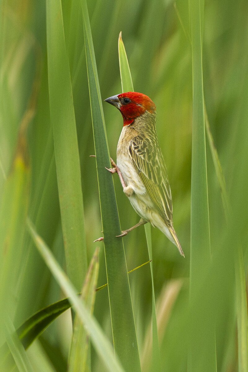 Red-headed Quelea (Quelea erythrops) photo