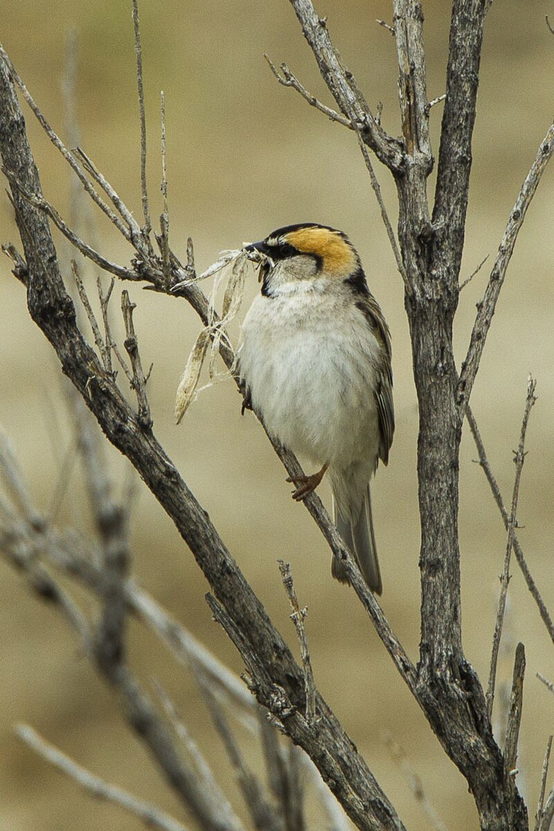 Saxaul Sparrow (Passer ammodendri) photo