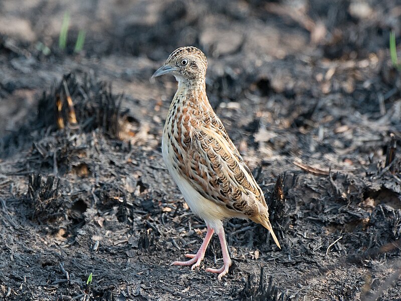 Small Buttonquail (Turnix sylvaticus) photo