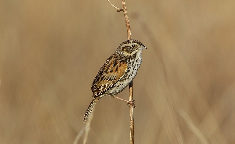 Sierra Madre Sparrow (Xenospiza baileyi) photo
