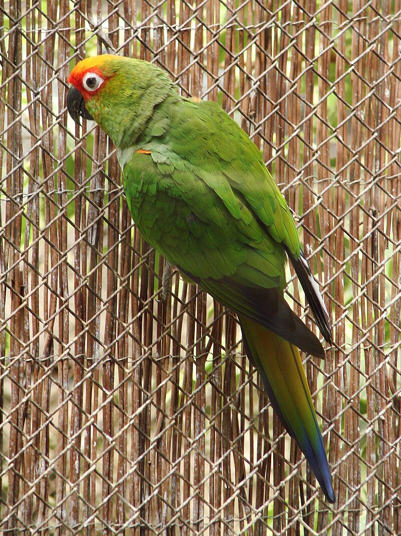 Golden-capped Parakeet (Aratinga auricapillus) photo