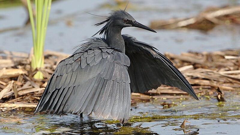 Black Heron (Egretta ardesiaca) photo