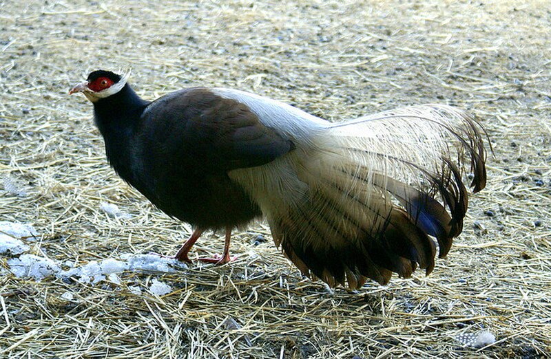 Brown Eared-Pheasant (Crossoptilon mantchuricum) photo