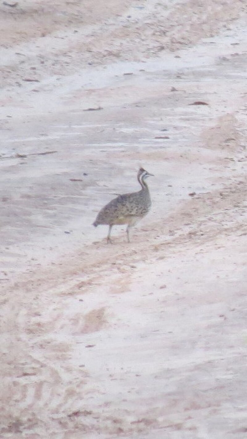 Quebracho Crested-Tinamou (Eudromia formosa) photo