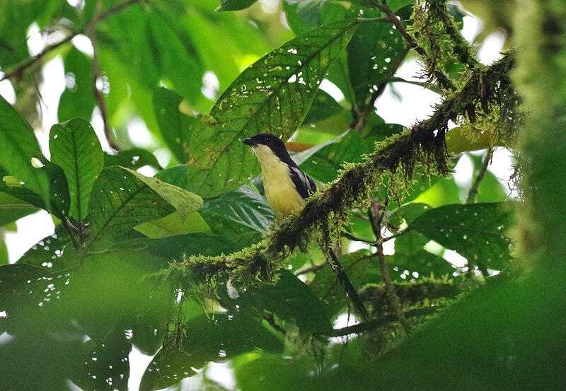 Newton's Fiscal (Lanius newtoni) photo