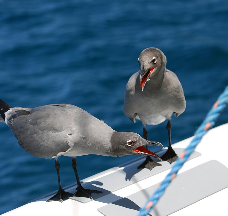 Lava Gull (Leucophaeus fuliginosus) photo