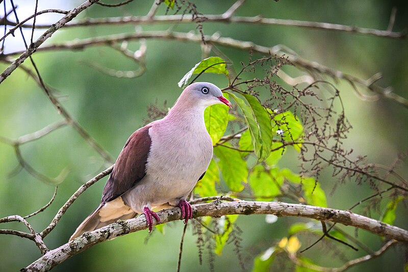 Mountain Imperial-Pigeon (Ducula badia) photo