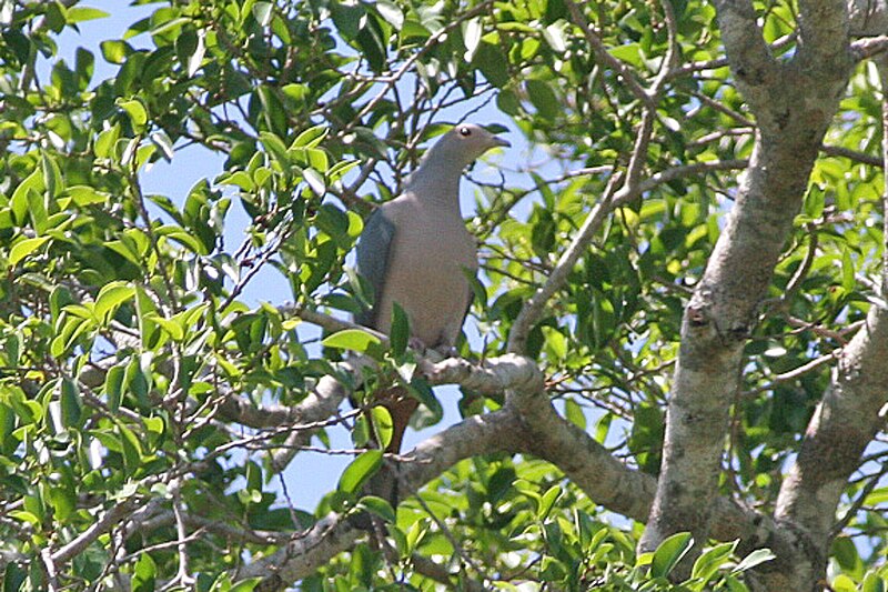 Pink-headed Imperial-Pigeon (Ducula rosacea) photo