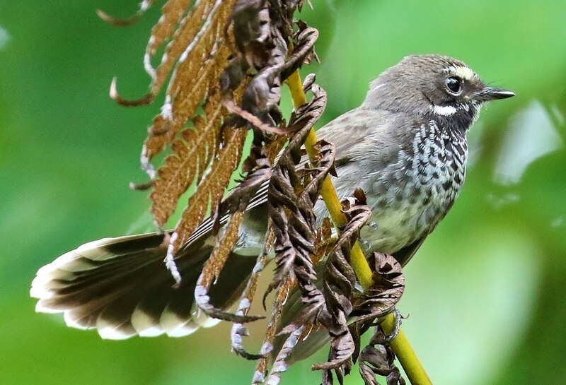 Pohnpei Fantail (Rhipidura kubaryi) photo