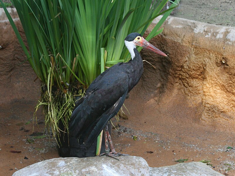 Storm's Stork (Ciconia stormi) photo