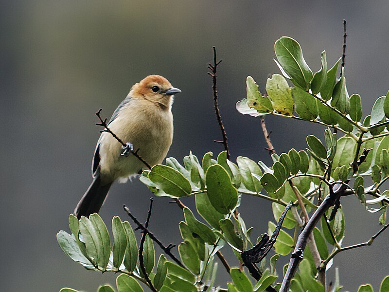 Buff-bellied Tanager (Thlypopsis inornata) photo