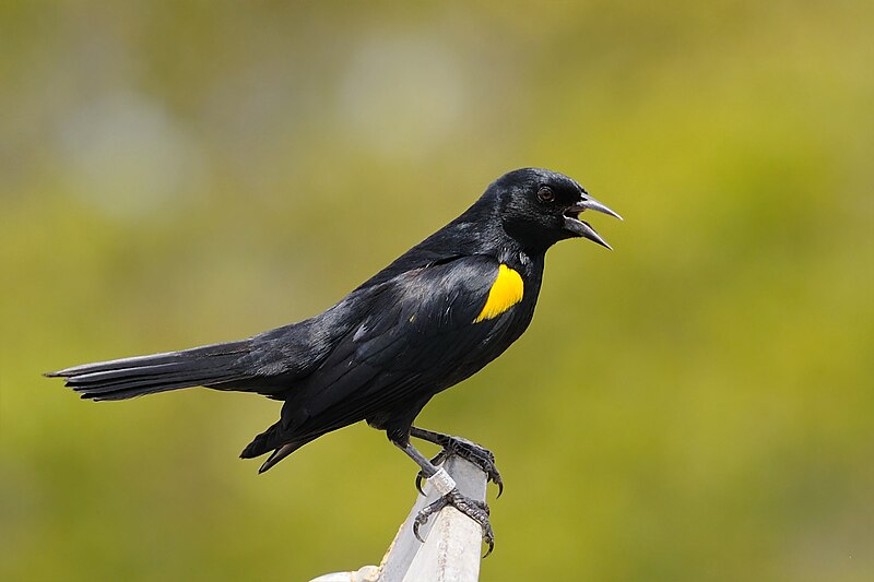 Yellow-shouldered Blackbird (Agelaius xanthomus) photo