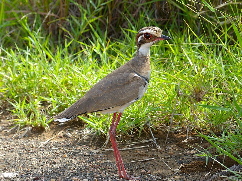 Bronze-winged Courser (Rhinoptilus chalcopterus) photo