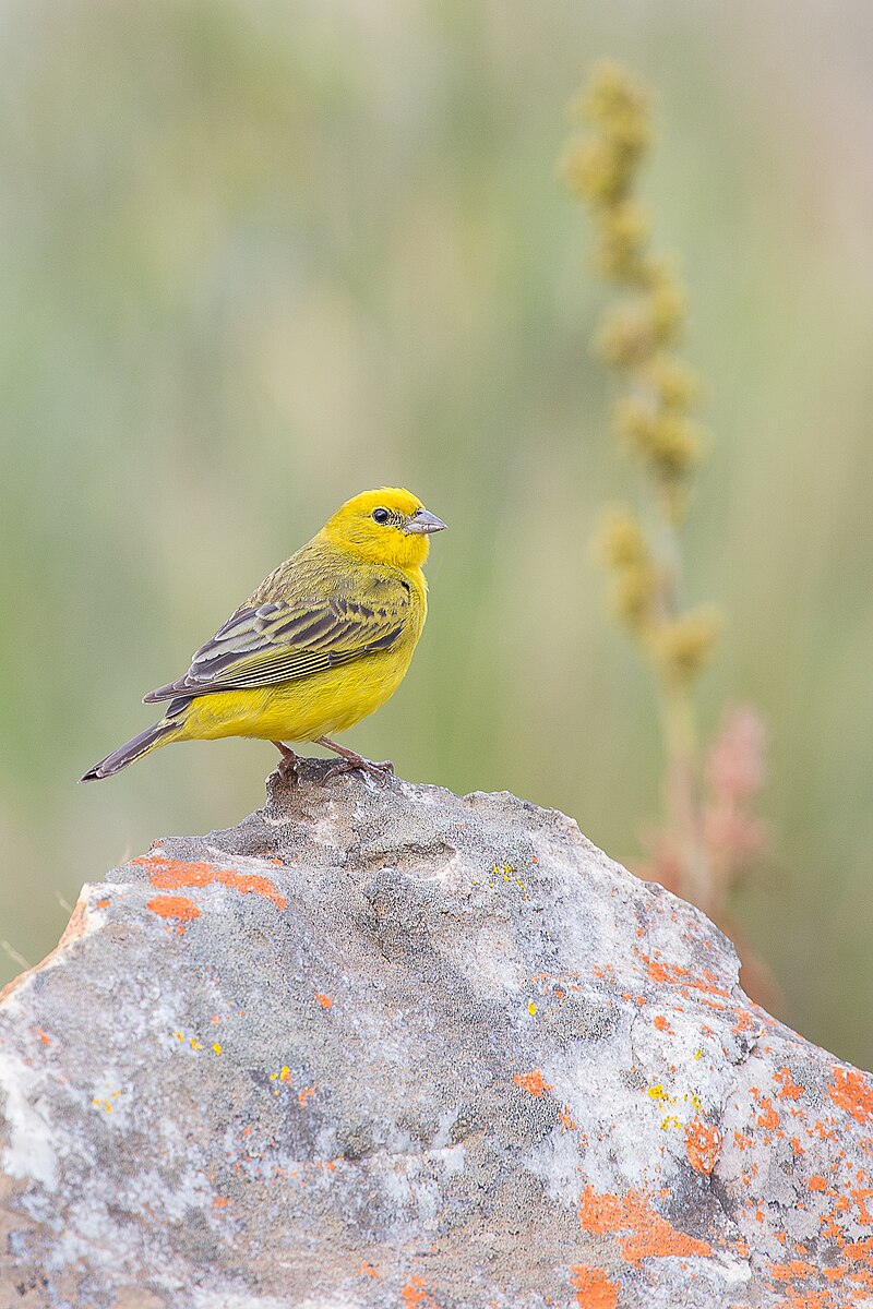 Stripe-tailed Yellow-Finch (Sicalis citrina) photo
