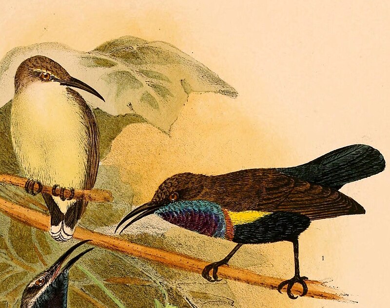 Flores Sea Sunbird (Cinnyris teysmanni) photo