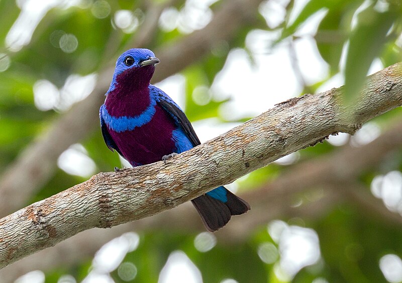 Banded Cotinga (Cotinga maculata) photo