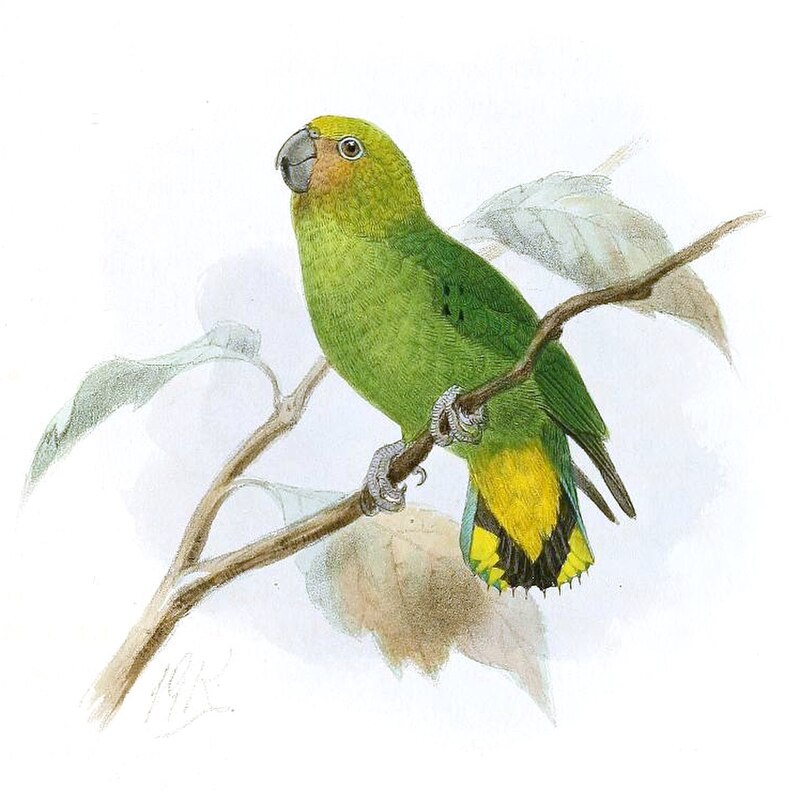 Yellow-capped Pygmy-Parrot (Micropsitta keiensis) photo
