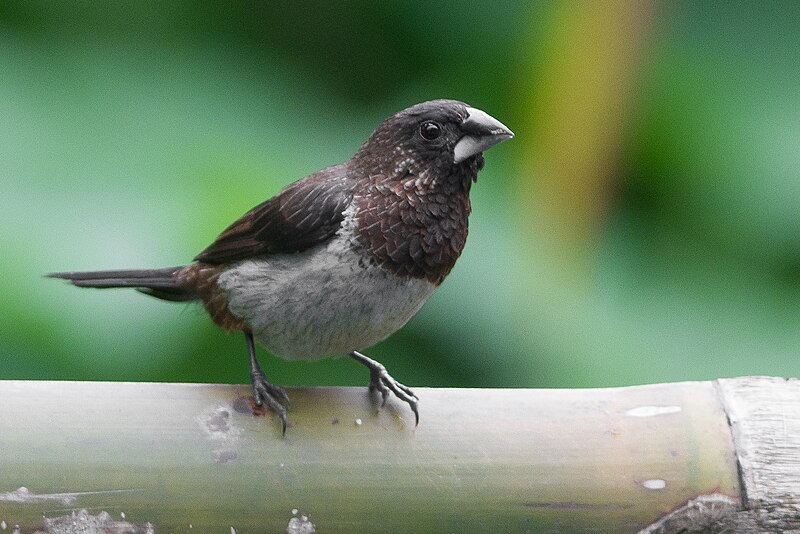 White-rumped Munia (Lonchura striata) photo