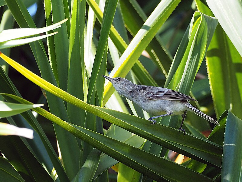 Henderson Island Reed Warbler (Acrocephalus taiti) photo