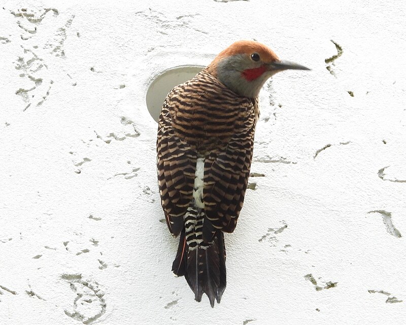 Guatemalan Flicker (Colaptes mexicanoides) photo