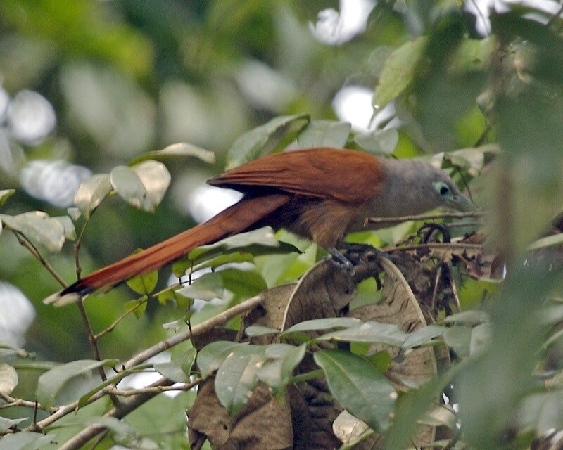 Raffles's Malkoha (Rhinortha chlorophaea) photo