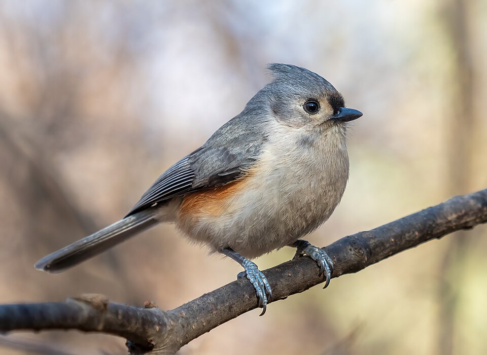 Tufted Titmouse (Baeolophus bicolor)