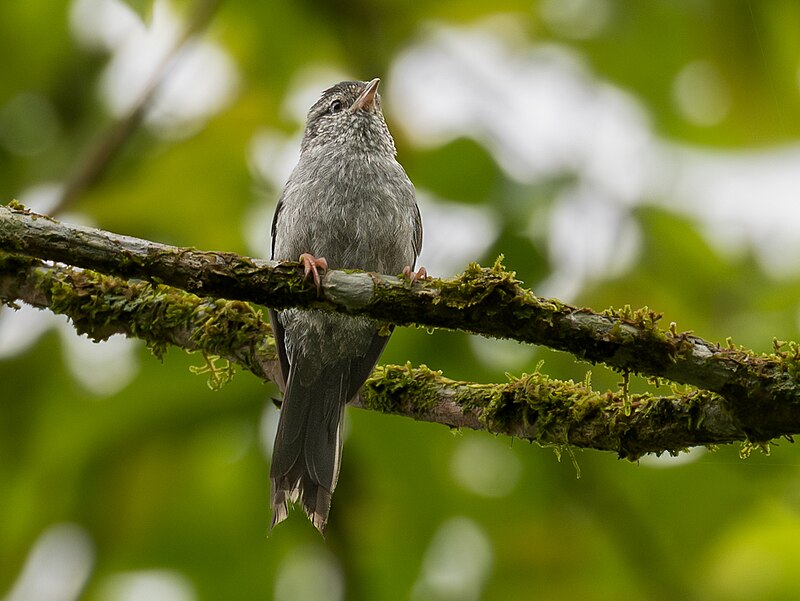 Pink-legged Graveteiro (Acrobatornis fonsecai) photo
