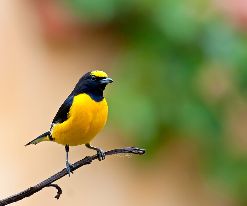 Purple-throated Euphonia (Euphonia chlorotica) photo