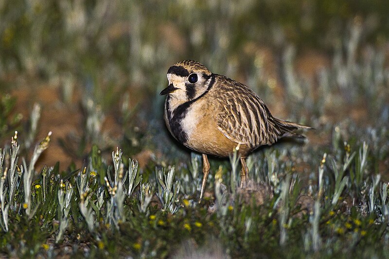 Inland Dotterel (Peltohyas australis) photo