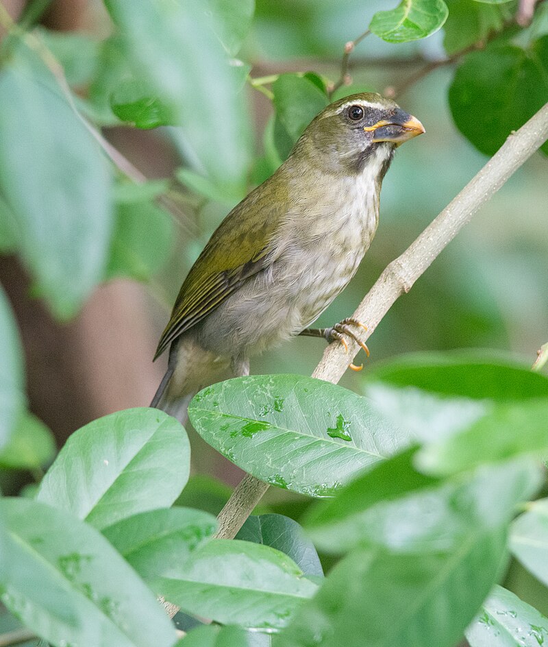 Lesser Antillean Saltator (Saltator albicollis) photo