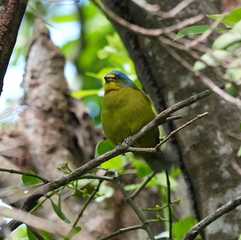 Lesser Antillean Euphonia (Chlorophonia flavifrons) photo