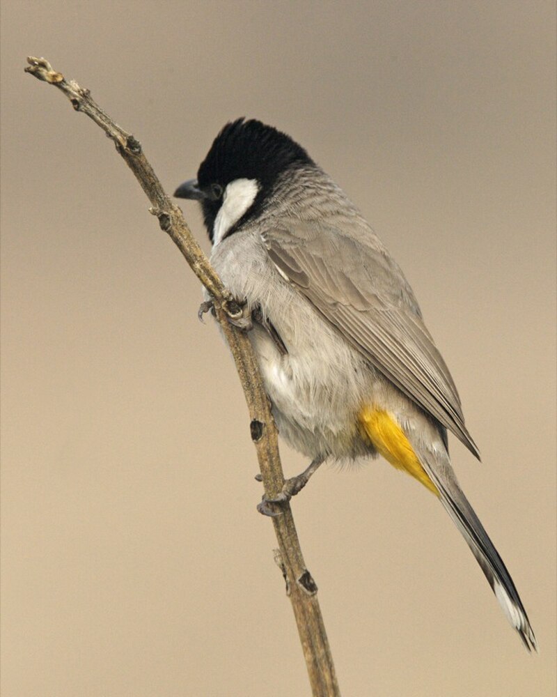 White-eared Bulbul (Pycnonotus leucotis) photo