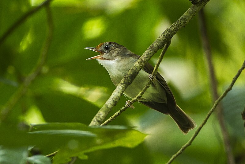Scaly-crowned Babbler (Malacopteron cinereum) photo
