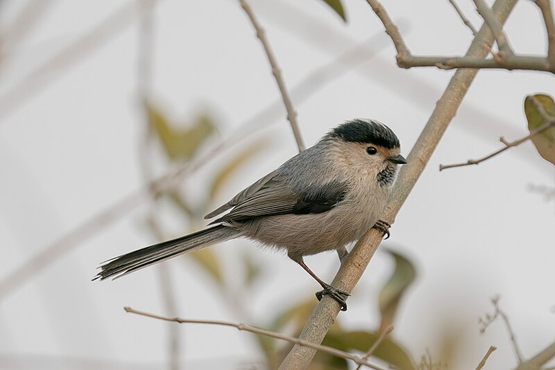 Silver-throated Tit (Aegithalos glaucogularis) photo