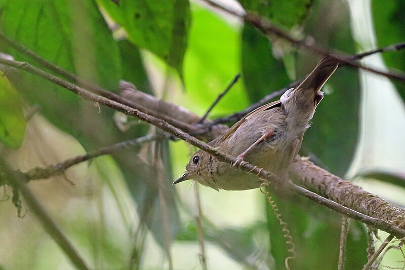 Vogelkop Scrubwren (Aethomyias rufescens) photo