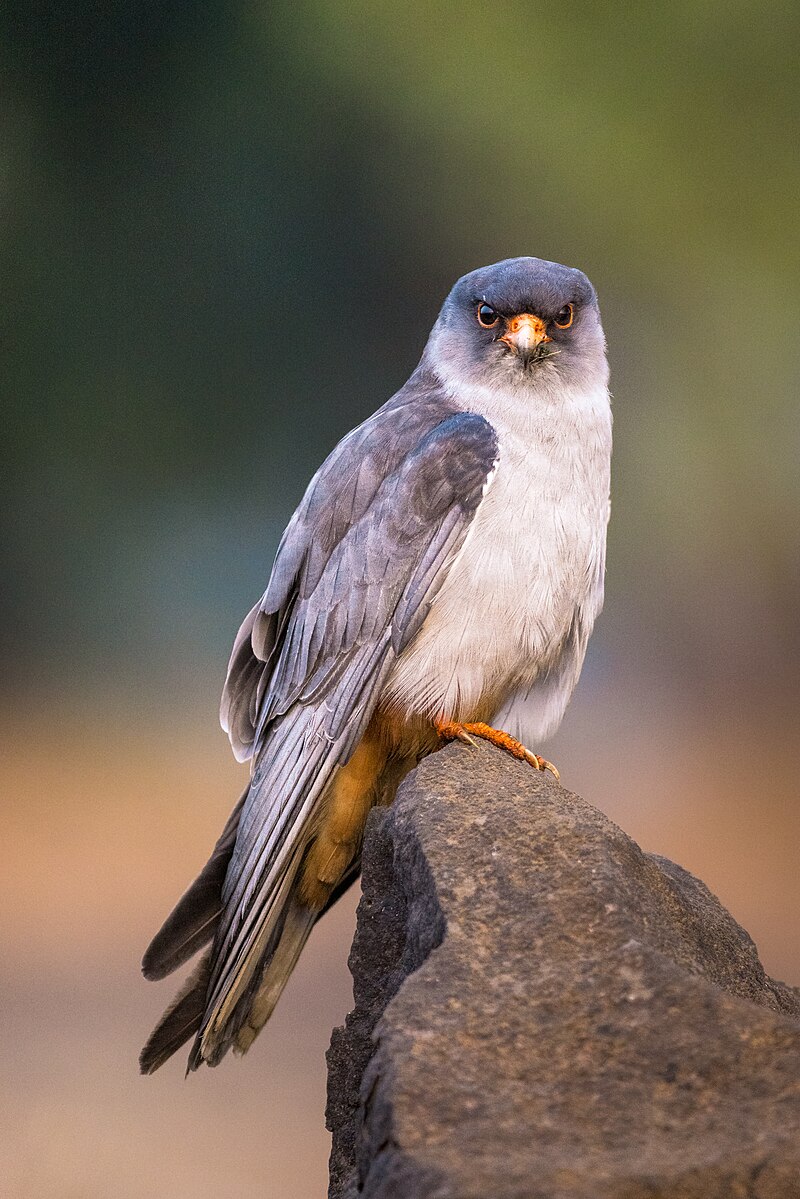Amur Falcon (Falco amurensis) photo