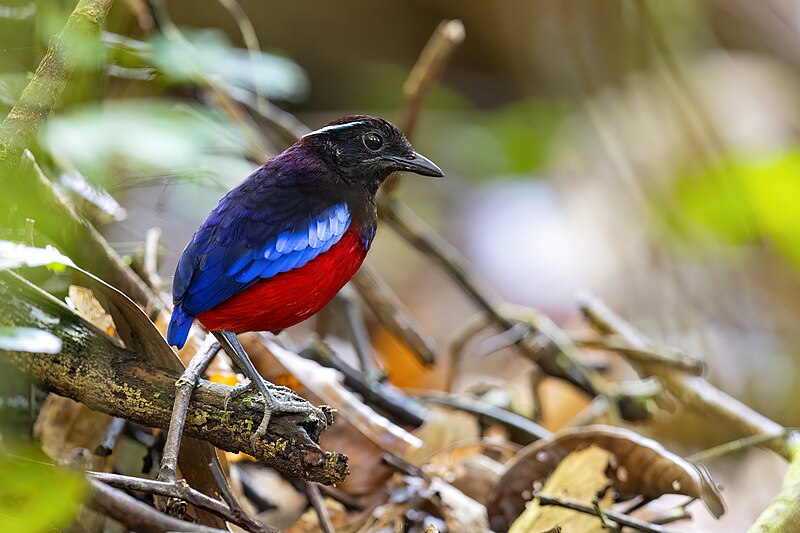 Black-crowned Pitta (Erythropitta ussheri) photo