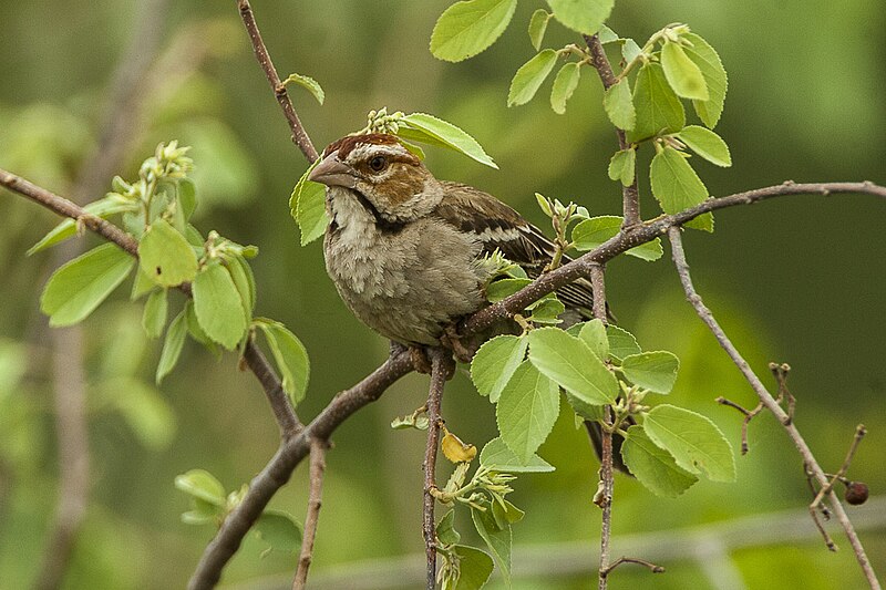Chestnut-crowned Sparrow-Weaver (Plocepasser superciliosus) photo