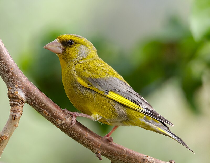 European Greenfinch (Chloris chloris) photo