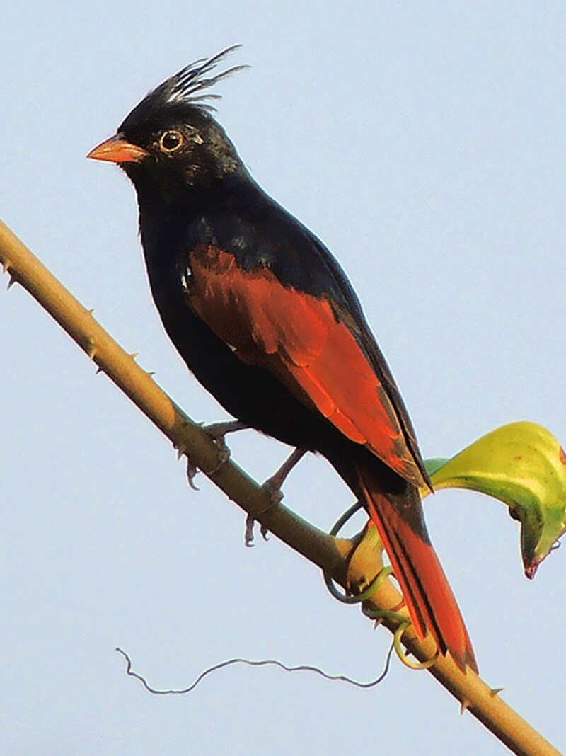 Crested Bunting (Emberiza lathami) photo