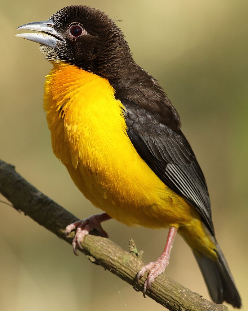 Dark-backed Weaver (Ploceus bicolor) photo