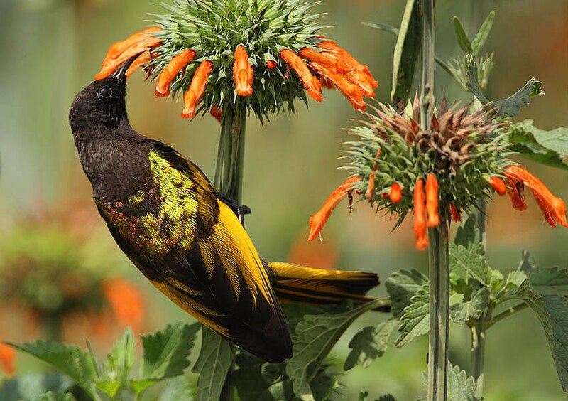 Golden-winged Sunbird (Drepanorhynchus reichenowi) photo