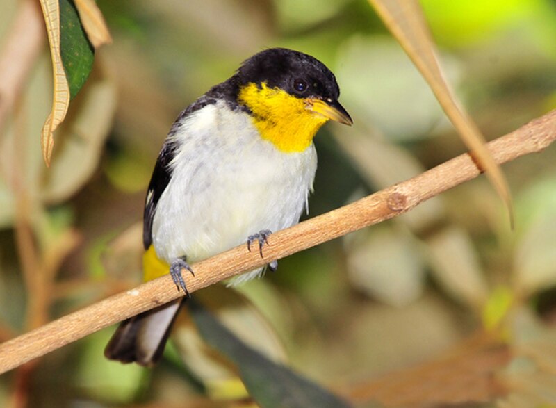 Yellow-backed Tanager (Hemithraupis flavicollis) photo