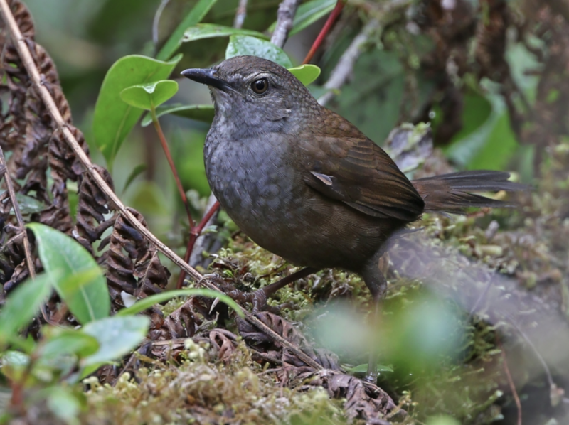 Taliabu Bush Warbler (Locustella portenta) photo